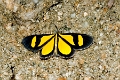 DAYFLYING MOTH (Black & Yellow)